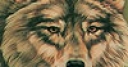 Jeu Wolves in the woods puzzle