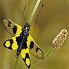Jeu Yellow spotted butterfly puzzle en plein ecran